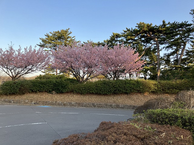 大磯プリンホテル前早咲きの桜