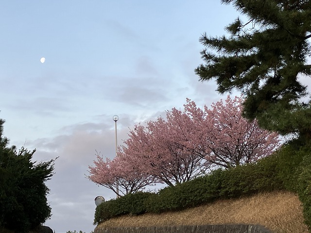 大磯プリンホテル前早咲きの桜２